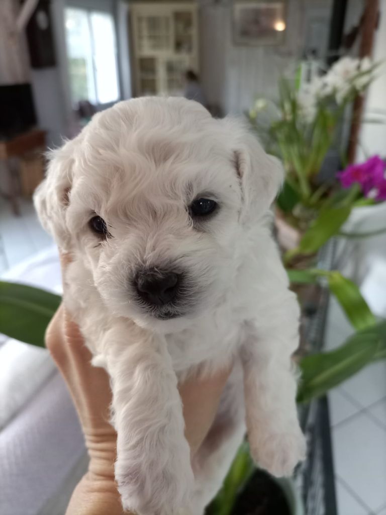 chiot Bichon Frise Le Jardin De Shanti